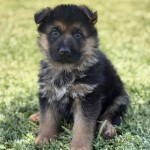 Blue Boy | Lundborg-Land German Shepherd Dogs Young German Shepherd puppy sitting on grass, looking at the camera with curious expression.