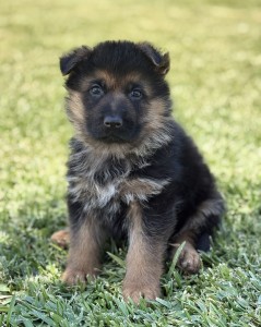 Young German Shepherd puppy sitting on grass, looking at the camera with curious expression.