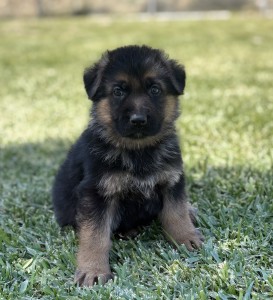 Cute German Shepherd puppy sitting on green lawn, facing the camera with attentive eyes.