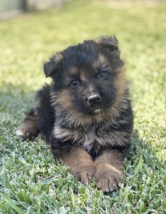 Cute puppy sitting in green grass, looking curiously at the camera with floppy ears.