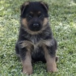 Grey Hearts Male | Lundborg-Land German Shepherd Dogs Puppy German Shepherd sitting on green grass, looking at the camera.