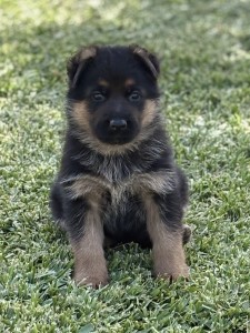 Puppy German Shepherd sitting on green grass, looking at the camera.