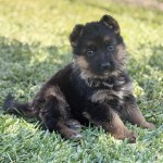Pink Girl | Lundborg-Land German Shepherd Dogs Cute black and brown puppy sitting on green grass, looking up curious at the camera.