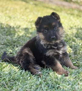 Cute black and brown puppy sitting on green grass, looking up curious at the camera.