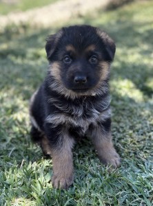 German Shepherd puppy sitting on green grass, looking at the camera with curious eyes.