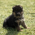 Turqoise Male | Lundborg-Land German Shepherd Dogs Black and tan German Shepherd puppy sitting in a sunlit grassy yard, looking toward the camera.