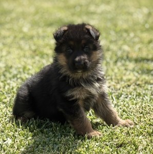 Black and tan German Shepherd puppy sitting in a sunlit grassy yard, looking toward the camera.