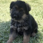 Turquiose Boy | Lundborg-Land German Shepherd Dogs Black and tan German Shepherd puppy sitting on green grass, looking at the camera