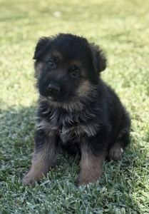 Black and tan German Shepherd puppy sitting on green grass, looking at the camera