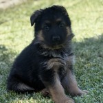 Yellow Girl | Lundborg-Land German Shepherd Dogs Adorable black and tan puppy sitting on grass, looking at the camera.