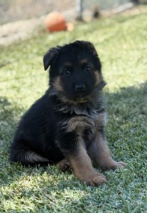 Adorable black and tan puppy sitting on grass, looking at the camera.