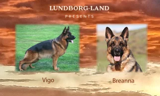 Vigo x Breanna Litter | Lundborg-Land German Shepherd Dogs Vigo x Breanna Litter