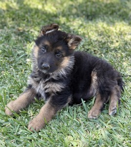 Black and tan puppy resting on green grass, facing the camera with alert ears perked up.