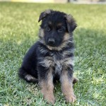 Cute German Shepherd puppy sitting on green grass, looking at the camera with a curious expression.