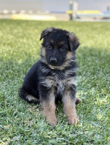 Cute German Shepherd puppy sitting on green grass, looking at the camera with a curious expression.