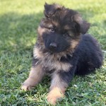 Adorable German Shepherd puppy sitting on green grass, looking toward the camera with a curious expression