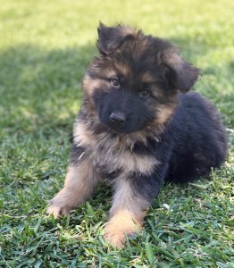 Adorable German Shepherd puppy sitting on green grass, looking toward the camera with a curious expression
