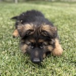 Young black-and-tan puppy lying on green grass, facing the camera with curious eyes from a low angle.