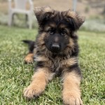 Cute German Shepherd puppy lying on green grass, facing the camera with ears perked up in a sunny yard