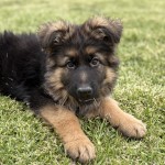 Young German Shepherd puppy lying on green grass, looking at the camera with fluffy ears