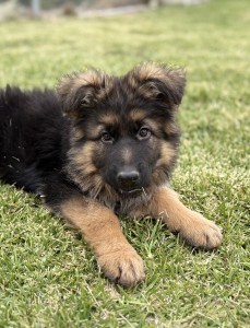 Young German Shepherd puppy lying on green grass, looking at the camera with fluffy ears