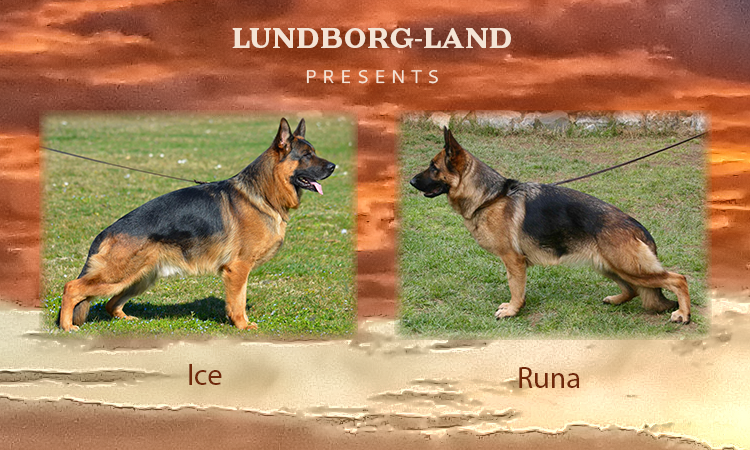 Ice x Runa Litter | Lundborg-Land German Shepherd Dogs Ice x Runa Litter