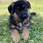 Cute German Shepherd puppy lying on grass, looking at the camera with big, expressive eyes.