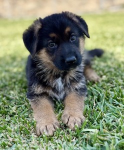 Cute German Shepherd puppy lying on grass, looking at the camera with big, expressive eyes.