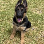 IMG_9247 | Lundborg-Land German Shepherd Dogs Young German Shepherd puppy sitting on grass with tongue out, looking at the camera.