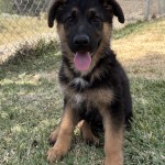 Young German Shepherd puppy sitting on grass with a chain-link fence in the background, tongue out in a happy pose.