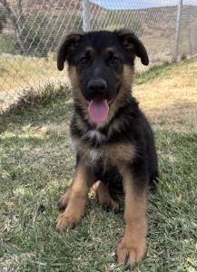 Young German Shepherd puppy sitting on grass with a chain-link fence in the background, tongue out in a happy pose.
