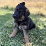 IMG_9810 | Lundborg-Land German Shepherd Dogs Young black-and-tan puppy sitting on green grass, tilting its head toward the camera with one ear up.