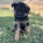 IMG_9823 | Lundborg-Land German Shepherd Dogs Young black-and-tan puppy sitting in grass outdoors, looking at the camera with a curious expression.
