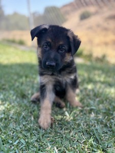 Young black-and-tan puppy sitting in grass outdoors, looking at the camera with a curious expression.