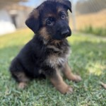 IMG_9828 | Lundborg-Land German Shepherd Dogs Adorable German Shepherd puppy sitting on grass, tilting its head curiously toward the camera.