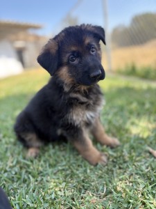 Adorable German Shepherd puppy sitting on grass, tilting its head curiously toward the camera.