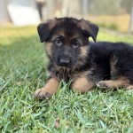 IMG_9912 | Lundborg-Land German Shepherd Dogs German Shepherd puppy lying on green grass, looking at the camera in a sunny yard.