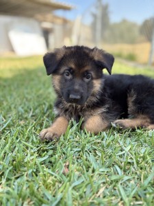 German Shepherd puppy lying on green grass, looking at the camera in a sunny yard.