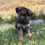 IMG_9958 | Lundborg-Land German Shepherd Dogs Young German Shepherd puppy standing in grass with a blurred autumn yellow background.