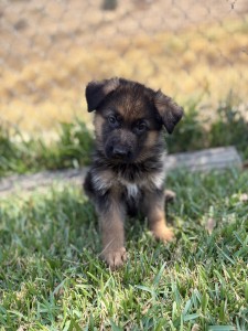 Young German Shepherd puppy standing in grass with a blurred autumn yellow background.