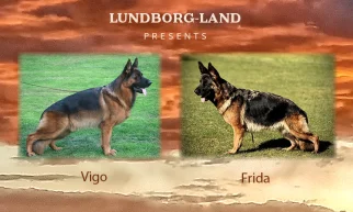 Vigo x Frida Litter | Lundborg-Land German Shepherd Dogs Vigo x Frida Litter