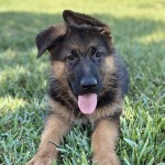 Female 1 | Lundborg-Land German Shepherd Dogs Cute German Shepherd puppy lying in grass with tongue out, looks at camera outdoors in a park/o lawn.