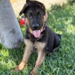 Female 3 | Lundborg-Land German Shepherd Dogs Young black-and-tan puppy with pink collar sitting on grass, tongue out and ears perked, outdoors beside a tree trunk.