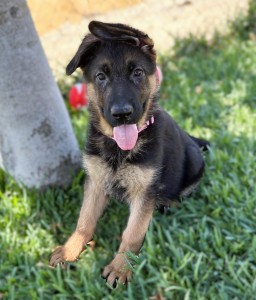 Young black-and-tan puppy with pink collar sitting on grass, tongue out and ears perked, outdoors beside a tree trunk.