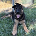 Female 4 | Lundborg-Land German Shepherd Dogs Playful black-and-tan puppy lying in grass with tongue out and ears perked up.