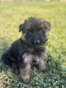 Close-up of a fluffy black puppy with brown markings sitting on grass, looking at the camera with curious blue eyes.