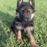 IMG_0461 | Lundborg-Land German Shepherd Dogs Cute German Shepherd puppy sitting in green grass, ears perked, looking at the camera.