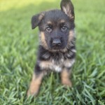 IMG_0529 | Lundborg-Land German Shepherd Dogs Cute puppy with black and tan fur standing in green grass, gazing at the camera with one ear raised
