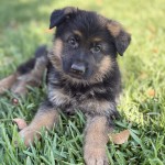 IMG_0670 | Lundborg-Land German Shepherd Dogs Adorable brown and black puppy lying in green grass, looking at the camera with curious eyes.