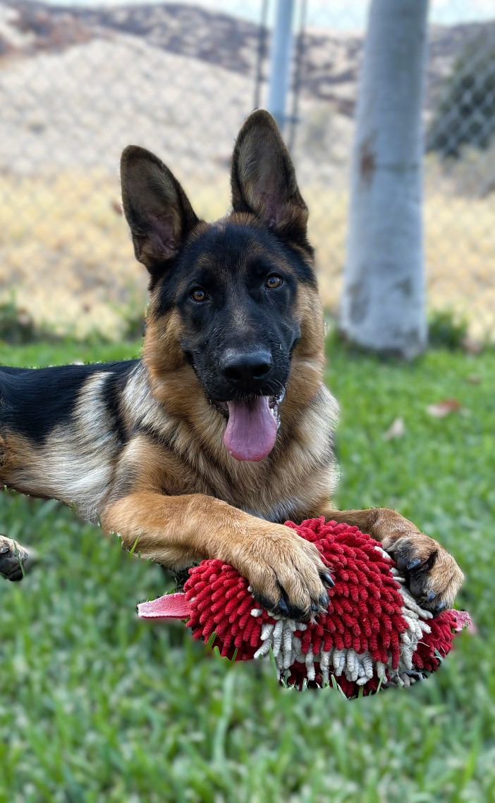 German Shepherd lying on grass with a red rope toy outdoors near a chain-link fence.